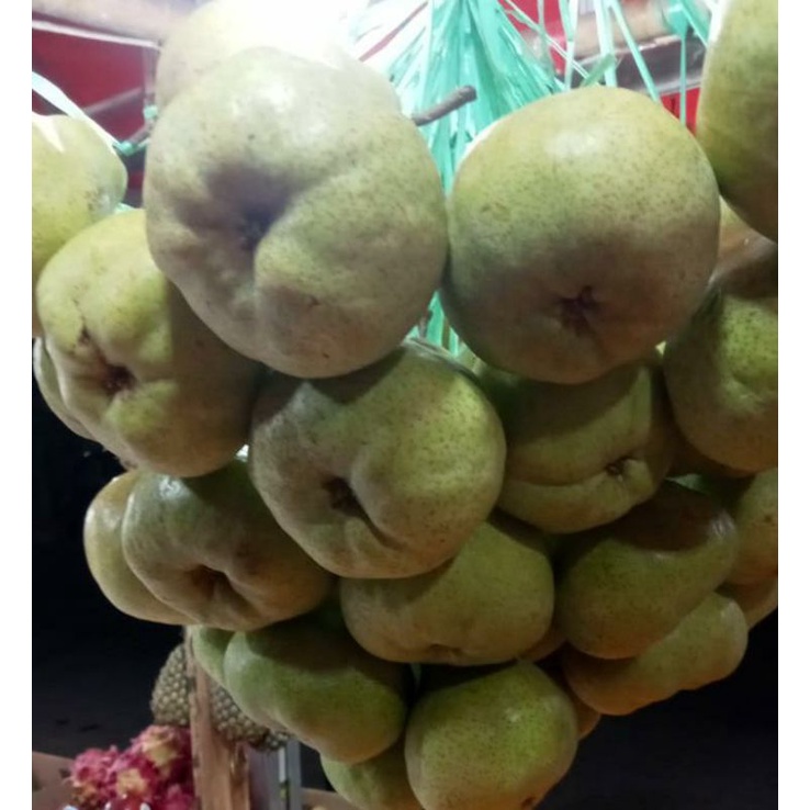

PEAR JAMBU FRESH 500gr