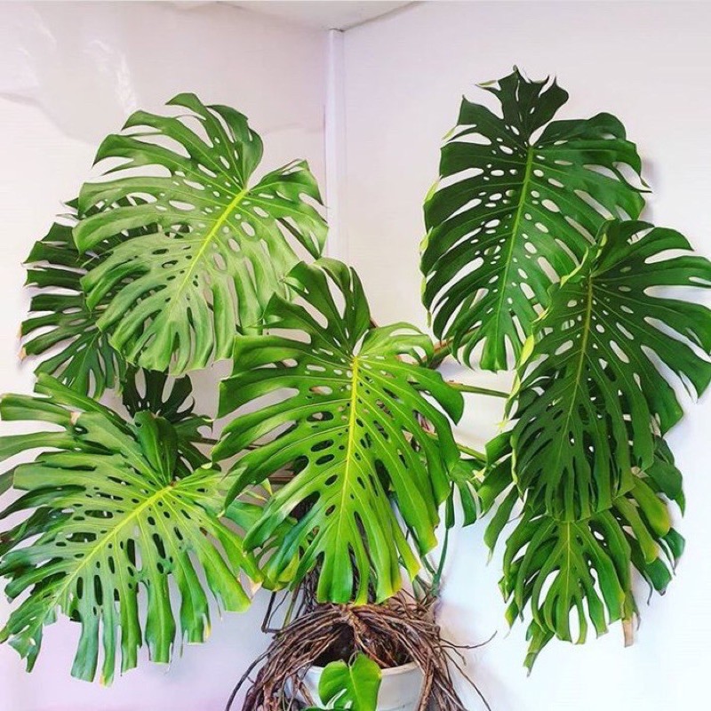 Bonggol Monstera King - Monstera King - Monstera - mosntera delisiosa