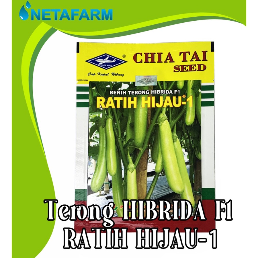 Benih Biji Bibit Terong Hibrida F1 RATIH HIJAU-1 CHIA TAI SEED-10gr