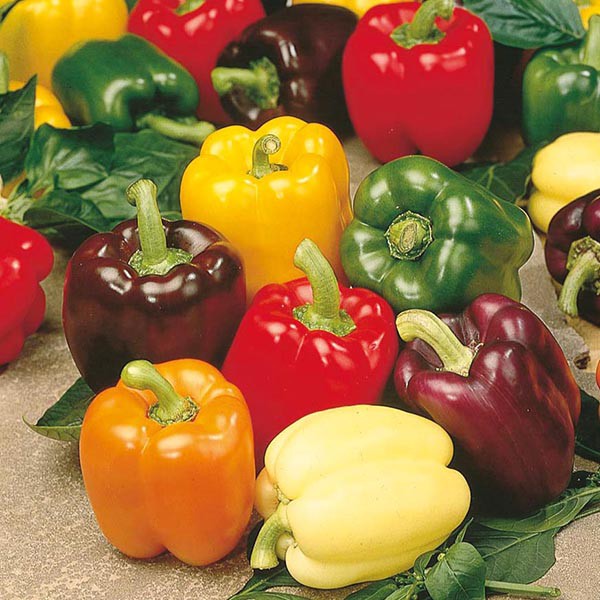 Benih Bibit Biji - Paprika Pepper (Sweet) Colour Spectrum Rainbow Seeds - IMPORT