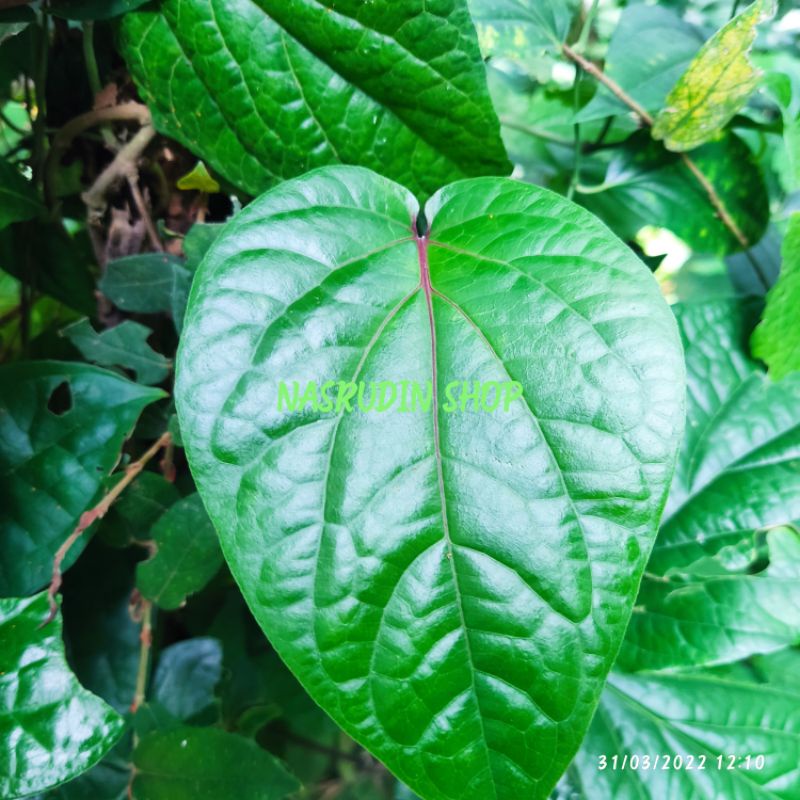 

DAUN SIRIH HUTAN SEGAR / DAUN SIRIH HUTAN RAMBAT LANGSUNG PETIK