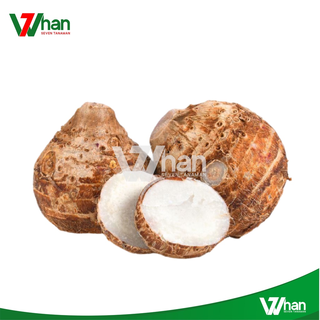 

UMBI TALAS SEGAR 1 KG WHAN7 TANAMAN
