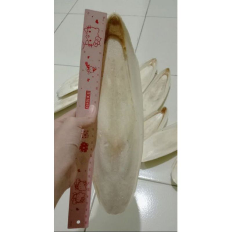 Tulang sotong SUPER JUMBO 24-28cm putih bersih kering alami  burung reptil gecko ular kura hamter ma