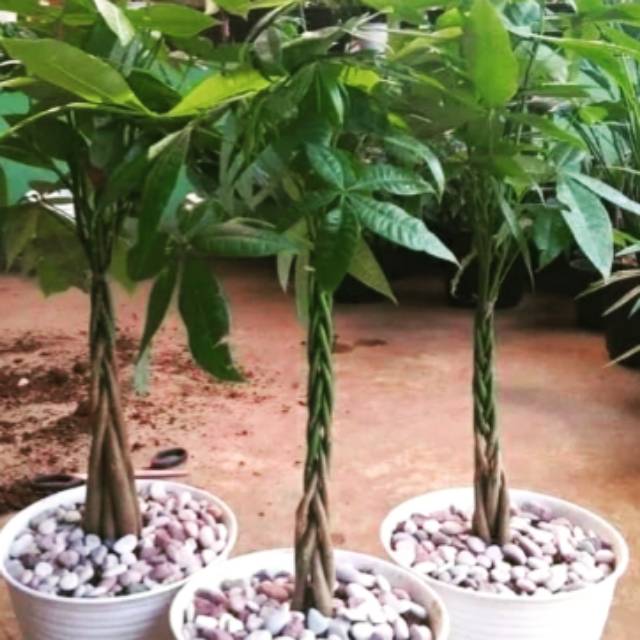 Pohon Pacira-Tanaman Pacira batang 9