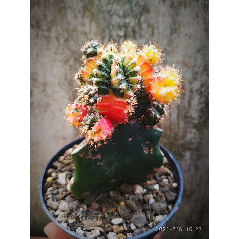 Gymno Import Rare Item Mihanovinchi Thailand Sukulen