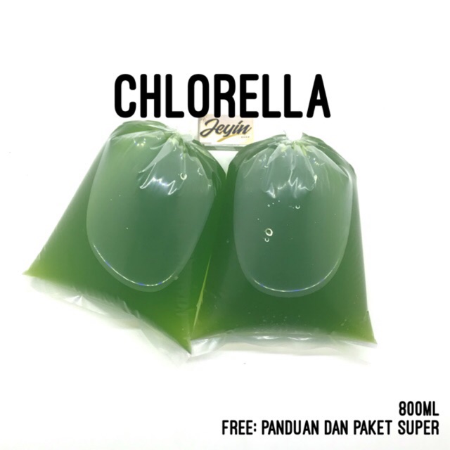 bibit kultur chlorella