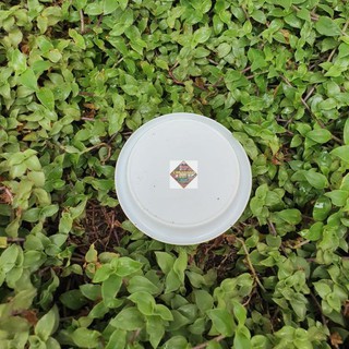tatakan alas pot bunga tawon 10cm dan 12cm nkt tatakan tatakan alas pot bunga tawon 10cm dan 12cm nkt tatakan