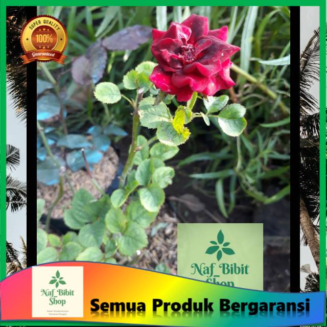 Bunga Mawar Batik || Tanaman bunga mawar batik