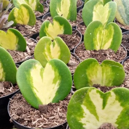 tanaman hoya love / hoya kerii variegata