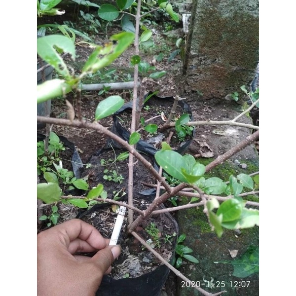 Bibit Bonsai Sianci Manis / cherry Vietnam