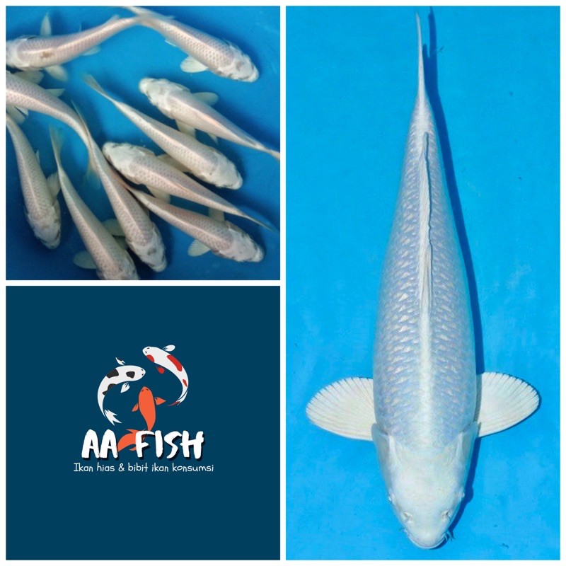 ikan koi ogon platinum - ikan koi - ikan hias