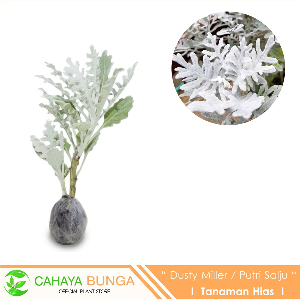 Tanaman Hias Putri Salju Shopee Indonesia
