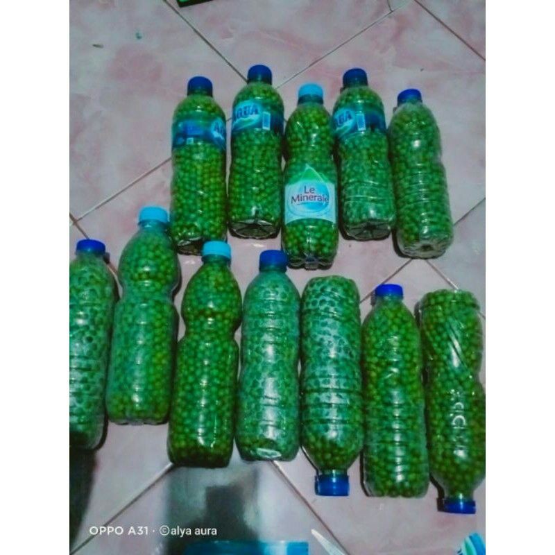 bibit lohansung mawar isi 1000 biji bonsai lohansung mawar