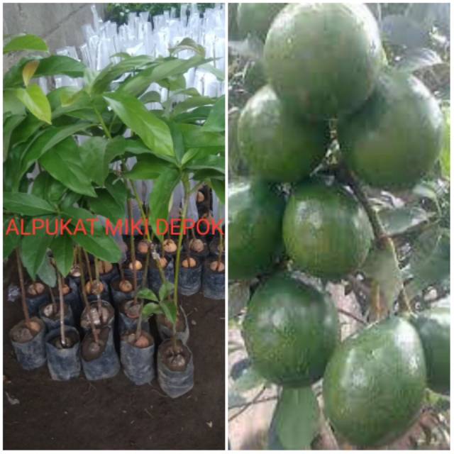 Bibit alpukat miki depok