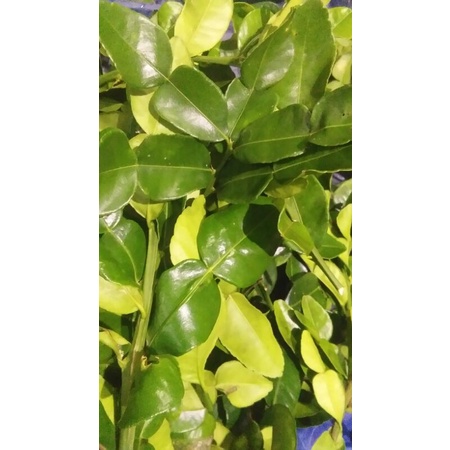 

daun jeruk purut 100gr