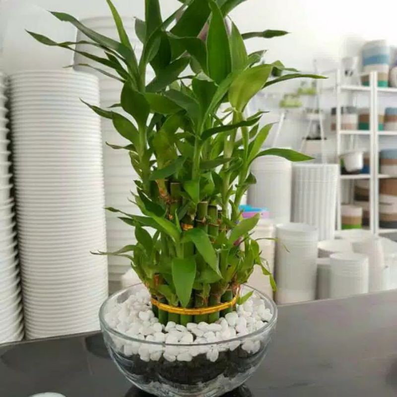 Tanaman Hias Bambu Hoki/Tanaman Hias Bambu Rejeki