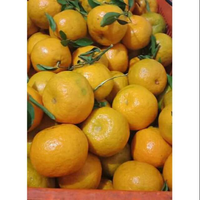 

Jeruk Siam Madu Lokal