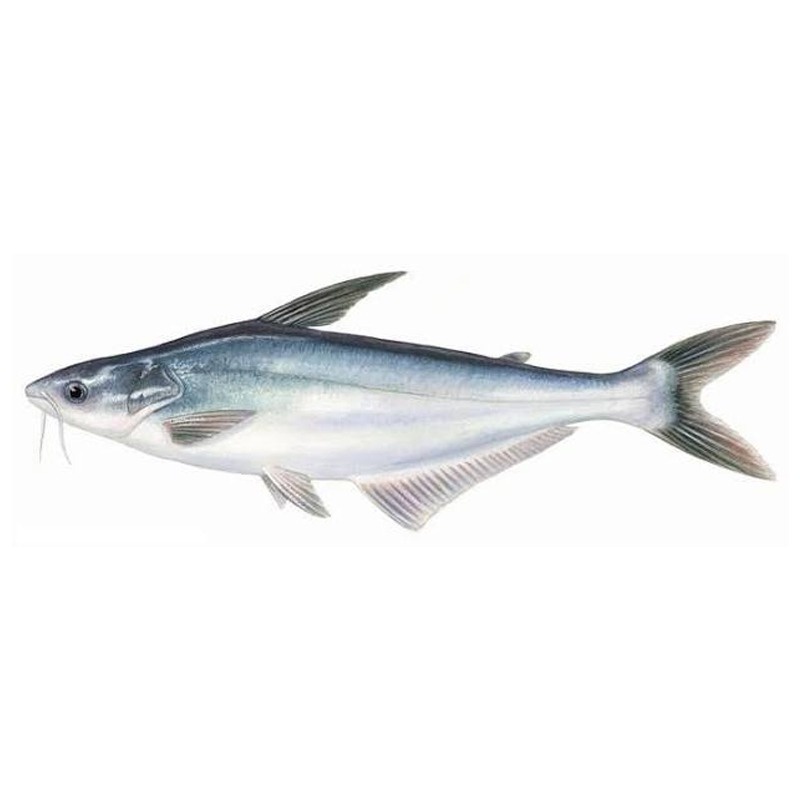 

Ikan Patin (1 ekor)