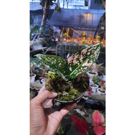 Aglonema Ruby Compakta