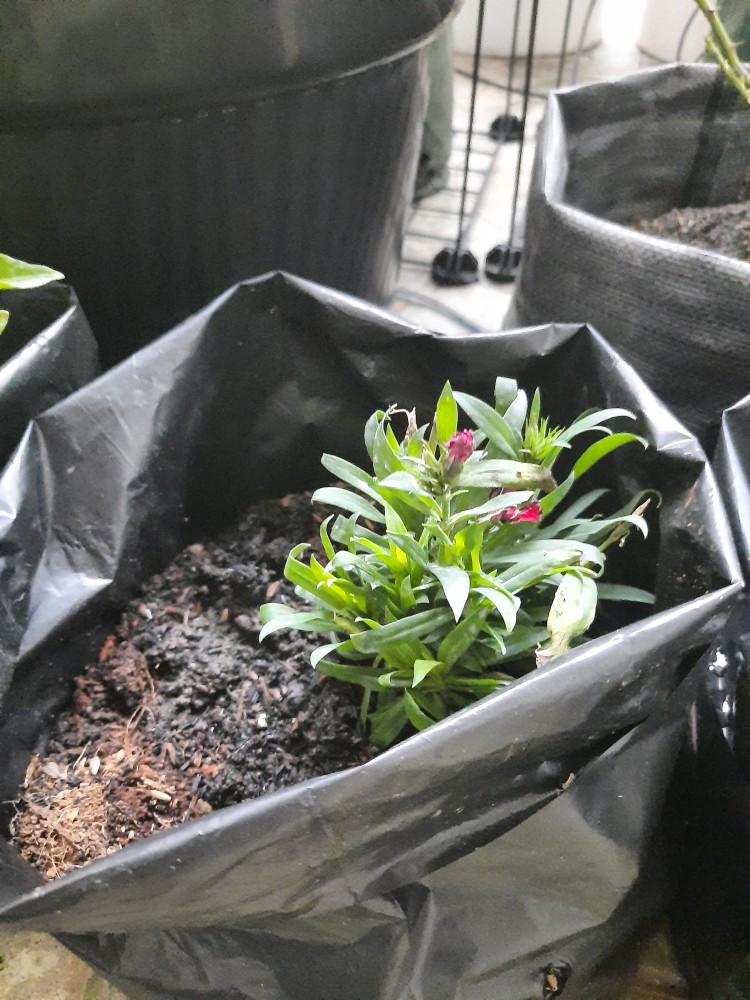 Tanaman Hias Anyelir Dianthus Merah
