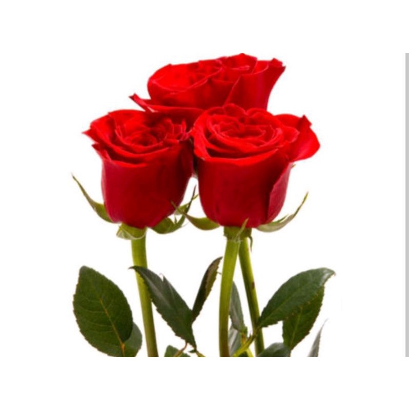 Bibit Parfum Mawar 100ml