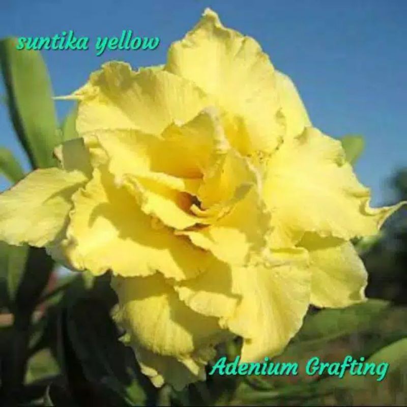 tanaman hias adenium kamboja jepang kuning