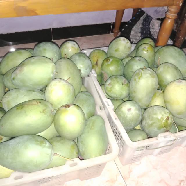 

Mangga alpukat