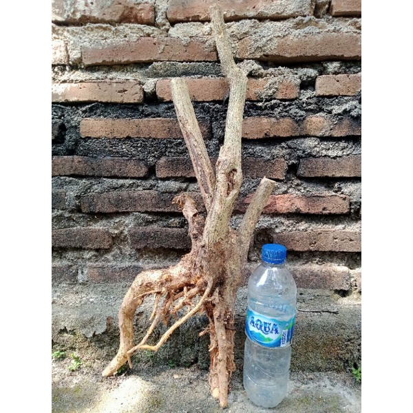 bahan bonsai wahong fress dongkel / bahan bonsai wahong subur / bonsai wahong