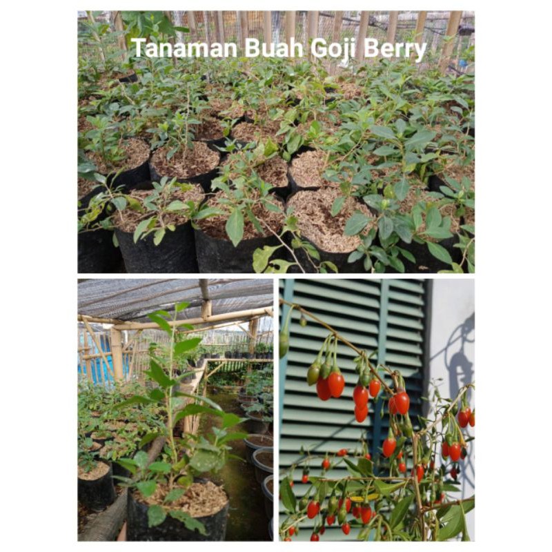 

Gojibery Merah