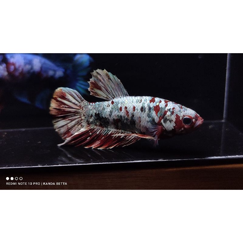 Sesuai Foto Ikan Cupang Jantan Red Koi Copper Male ironman RKC Top Grade Cooper Siap Breed Iron Man 