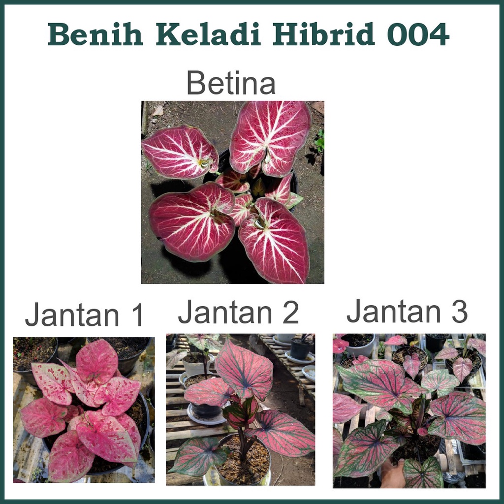 Benih Biji Bibit Keladi Hibrid 004 Keladi Hias