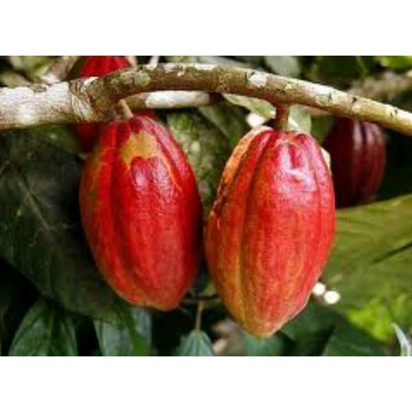 

Buah Coklat 500Gr Kakao Kako Matang Pohon Bisa Untuk Benih dan