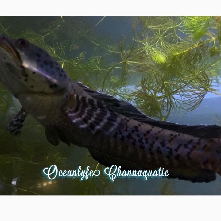 SALEE.. ORNATIPINNIS YELLOW LIPS / ORNA YL PREMIUM