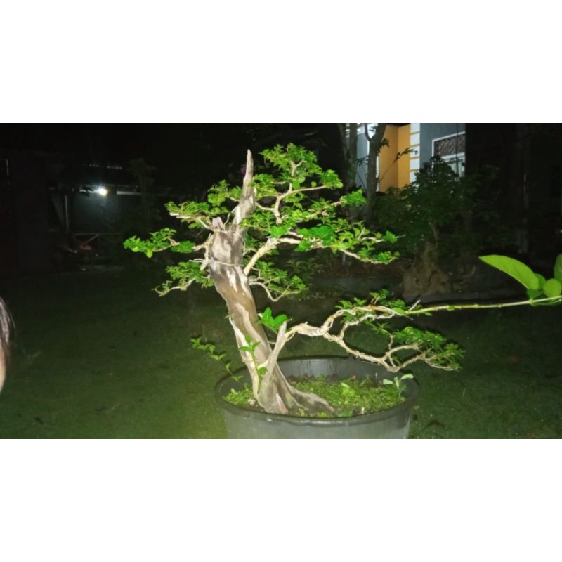 bonsai sancang ori