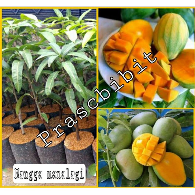 Bibit buah mangga manalagi