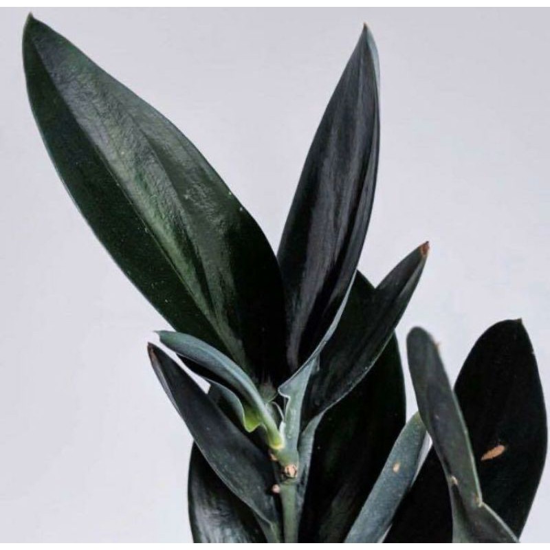 Tanaman hias - tanaman scindapsus treubii darkform - scindapsus treubii black