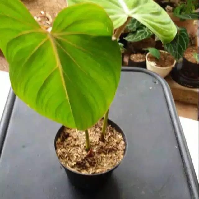 Tanaman Hias Gloriosum