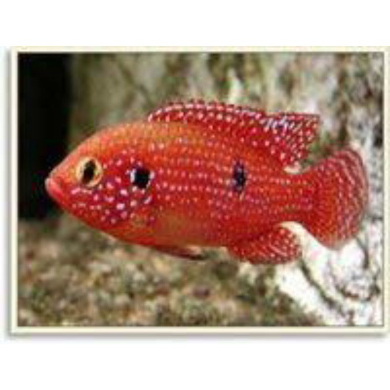 Hemichromis Red Jewel Cichlid Africa
