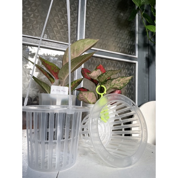 Pot bunga tanaman gantung nkt netpot 14cm bening transparan pot jangkar pot keranjang