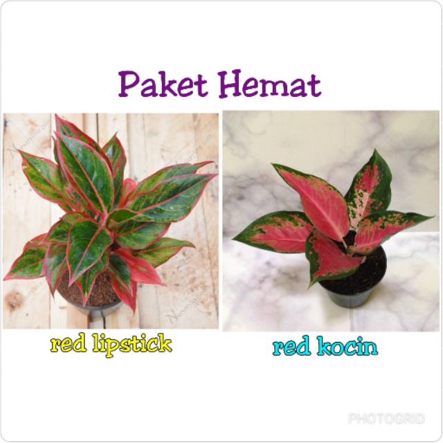 Paket 2 Jenis Bunga Aglonema Anakan Harga Terjangkau