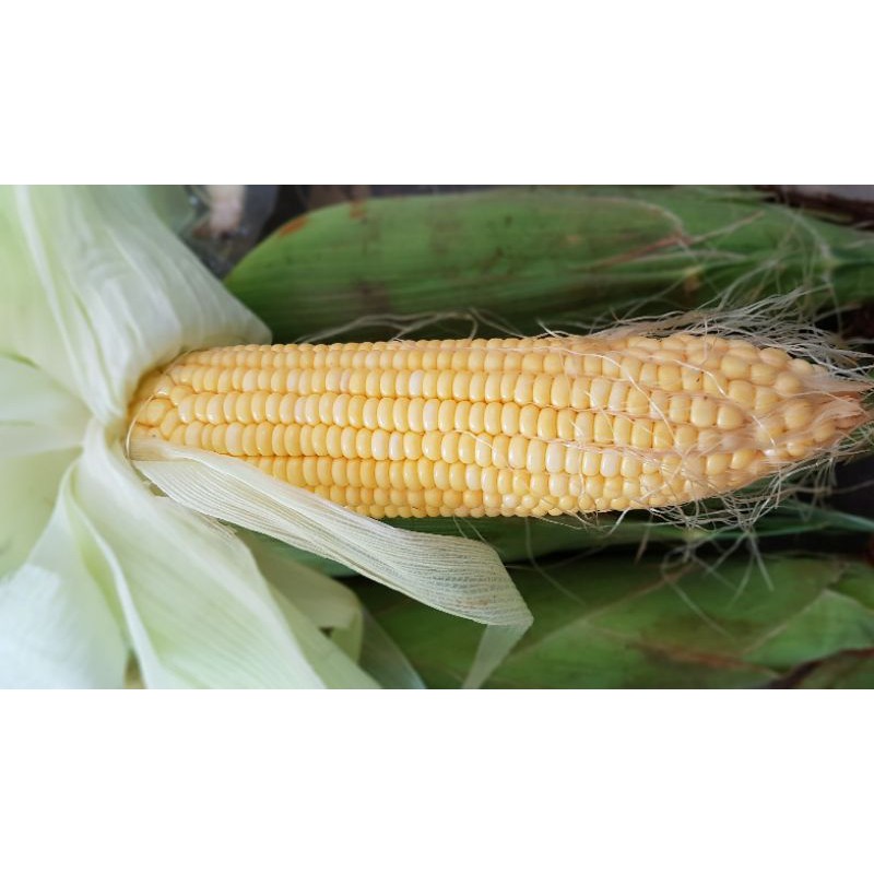 

jagung manis segar 1 buah (masih ada kulitnya)
