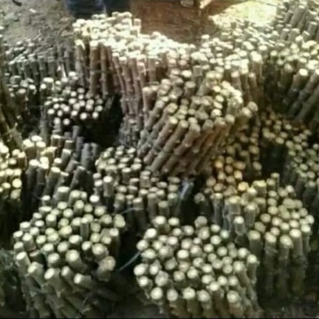 Menjual bibit pohon singkong gajah