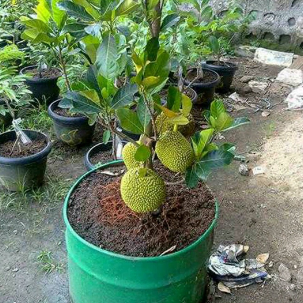 nangka mini madu super bibit tanaman hias buah tambulampot