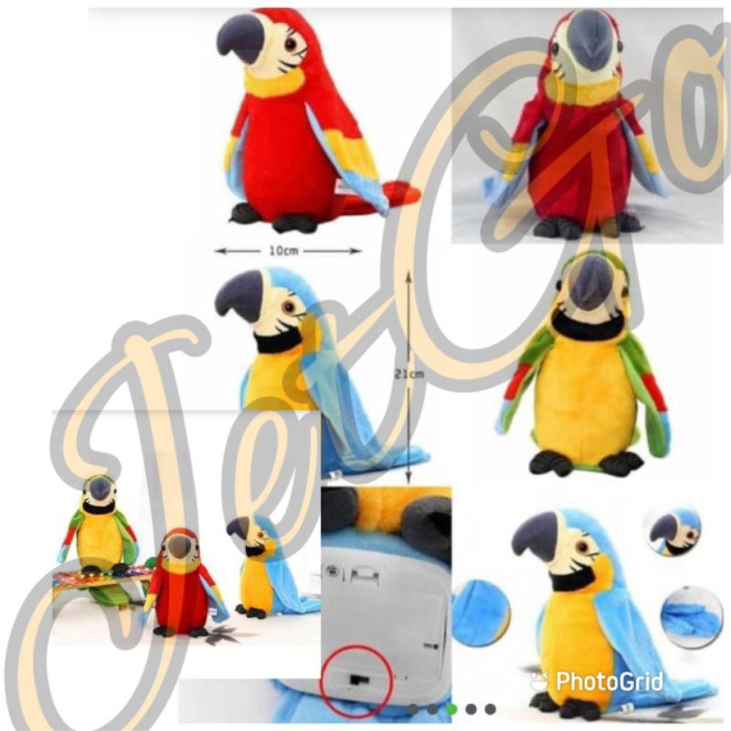 Talking Bird Burung Beo