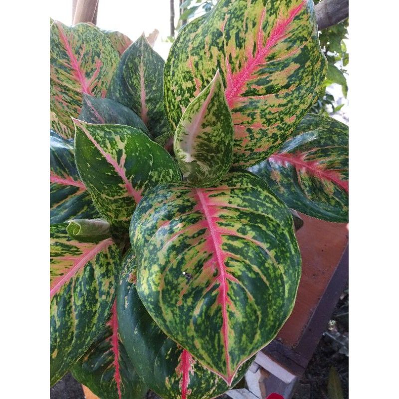 Aglonema Big Papa baby