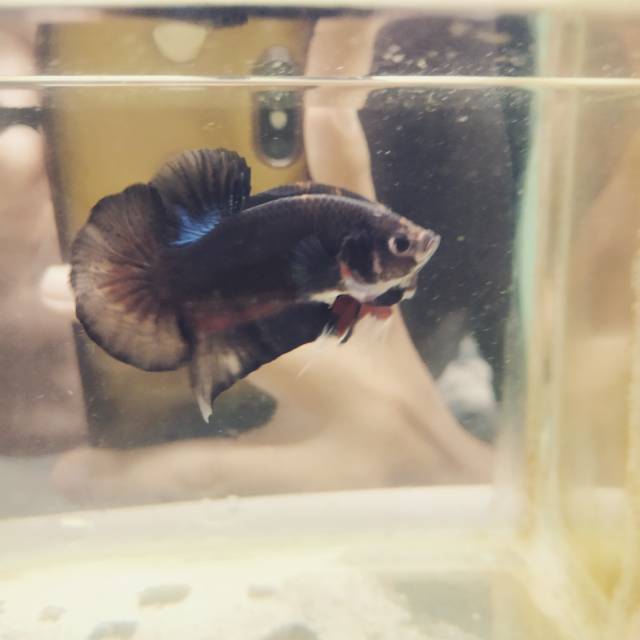 Cupang Avatar x BBL (Kode 8)