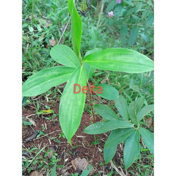 Bibit pacing/ rimpang,bunto