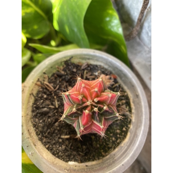 Kaktus Gymno Miha / Milo / starfire M11 d 4cm