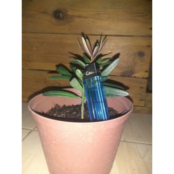 lohansung pucuk merah