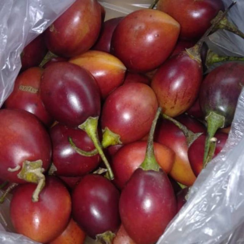 

Buah Terong Belanda Super 500gr